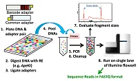 Workflow diagram of the genotyping-by-sequencing assay
