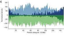 Plot of HapMap V2 polymorphisms along maize chromosome 10