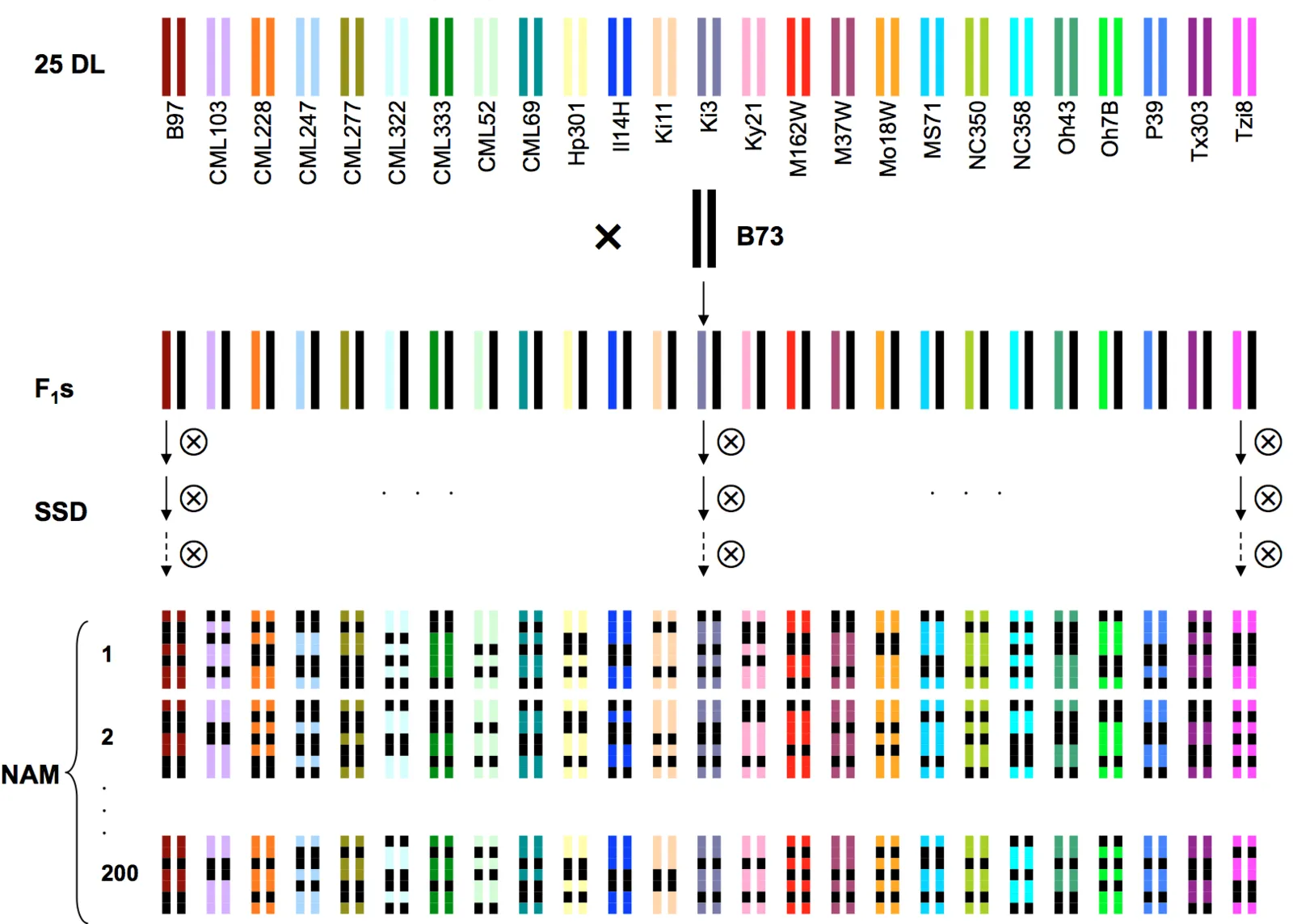 Diagram of the maize NAM population: 25 diverse inbred lines are each crossed to B73, and the F1s are selfed by single-seed descent into 200 recombinant inbred lines per family