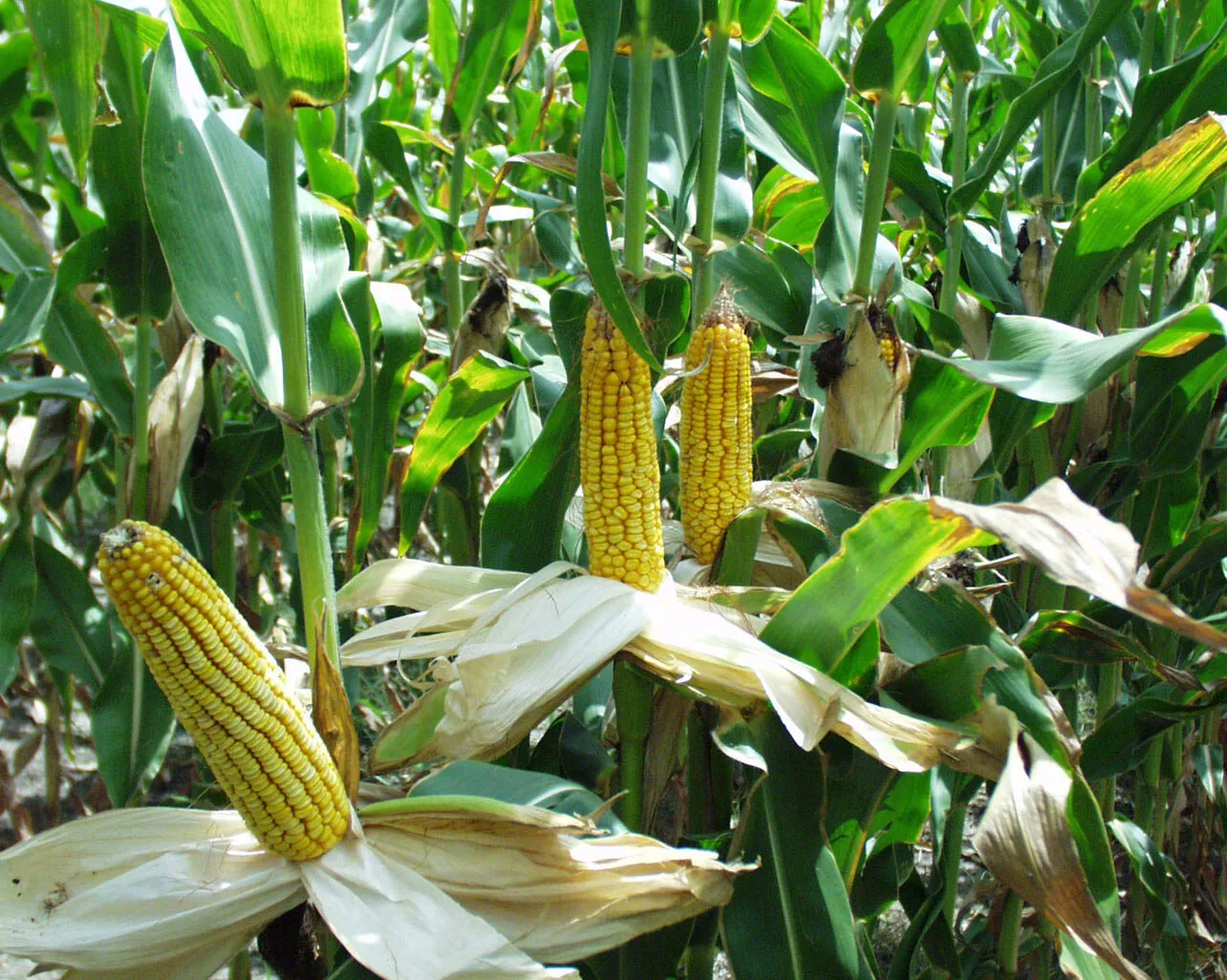 Maize ears ripening on the plant in a research field