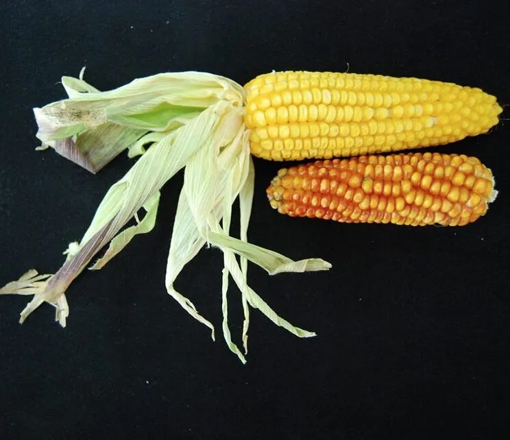 Two ears of the maize variety Toluca8786 on a black background, one yellow and one orange-red, with husks pulled back